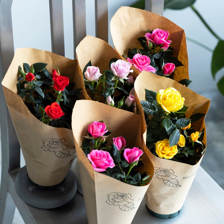 ̵ۥߥ˥Х5ȭåȡ󥯥