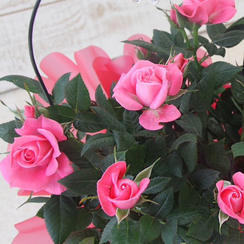 ̵ۥߥ˥Х5ȭåȡ󥯥