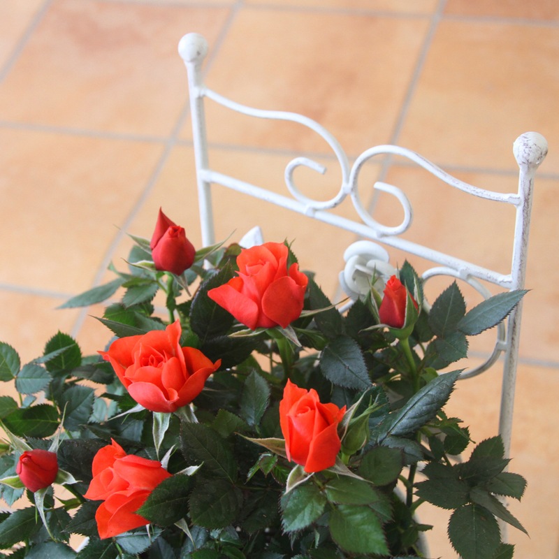 ̵ۥߥ˥Х5ȭåȡ󥯥