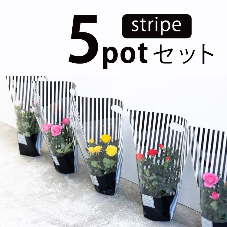 ̵ۥߥ˥Х5ȭåȡ󥯥