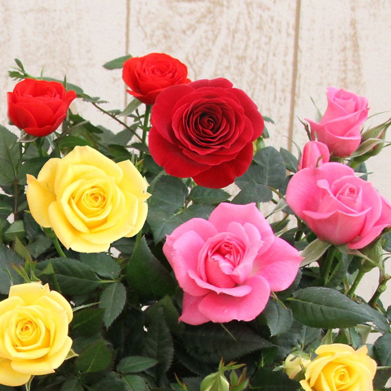 【複数ある物はバラ売り可】ジャンパラ！　大量セット プレゼントに！薔薇風呂 セット77輪 ちょっとリッチにゴ