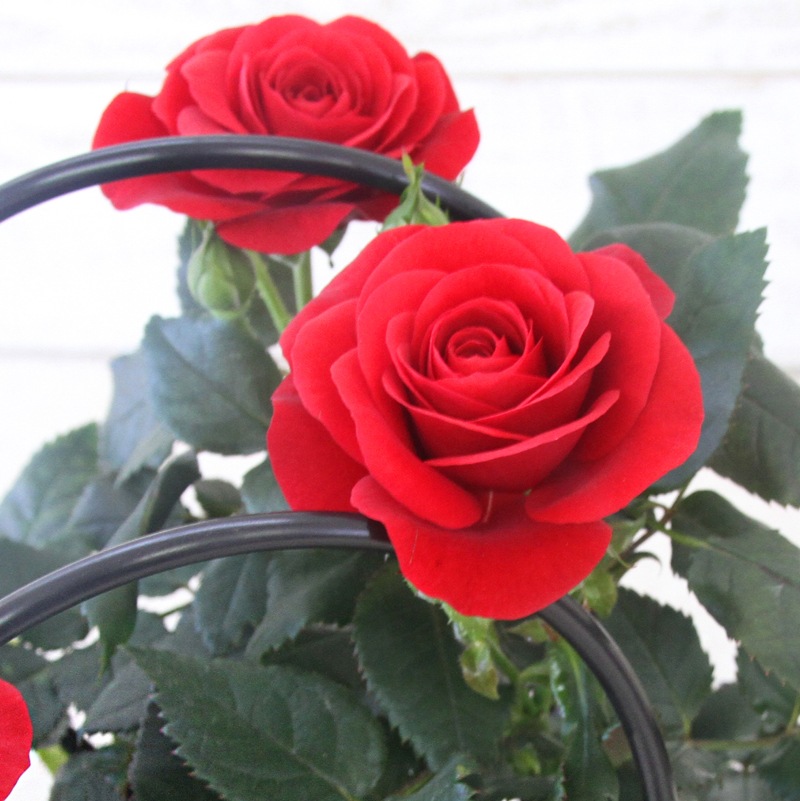 ������̵�������إߥ˥Х顪�������ʼ����3ȭ���å�