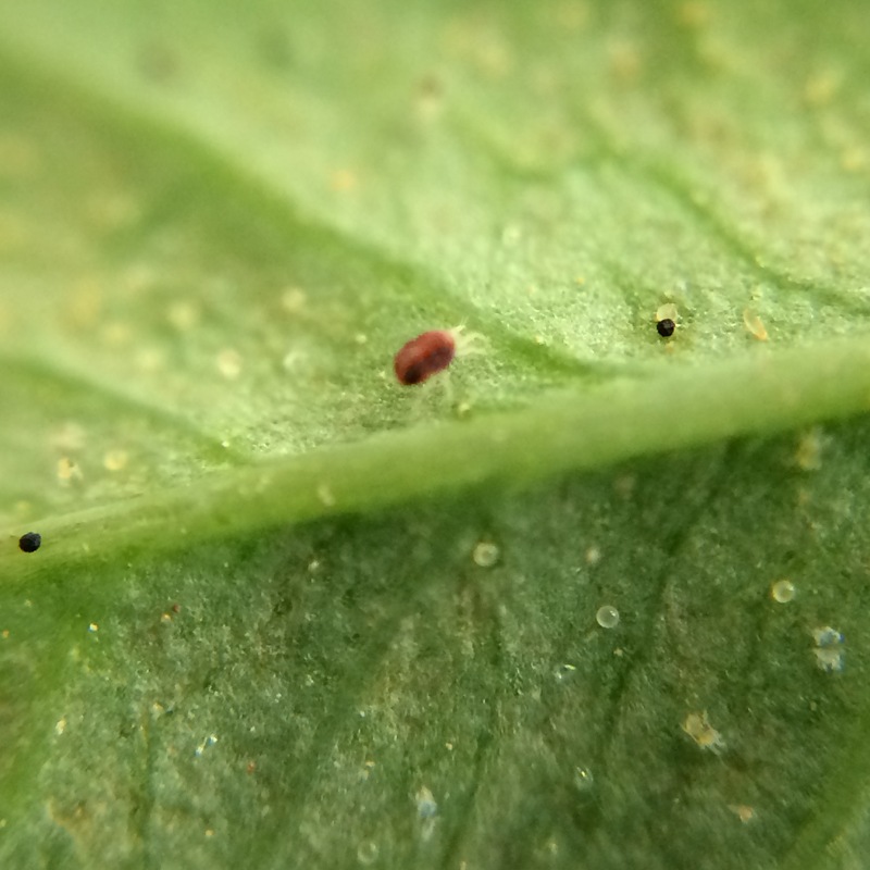 ⥹ȥåץRץ졼900ml