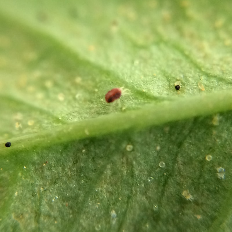 ����衼��պ�AL��1000ml��