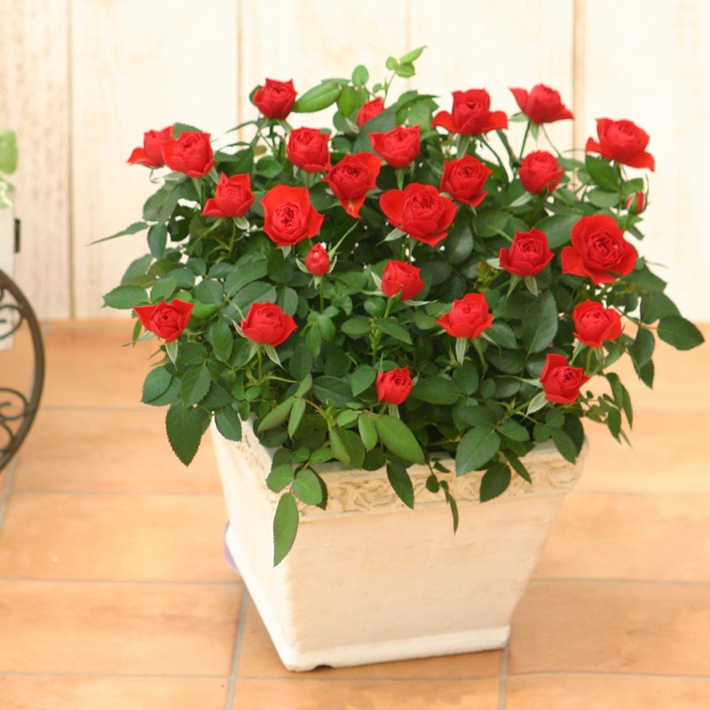 ������̵���ۥߥ˥Х�ȭ�������ꥨ���롦��������