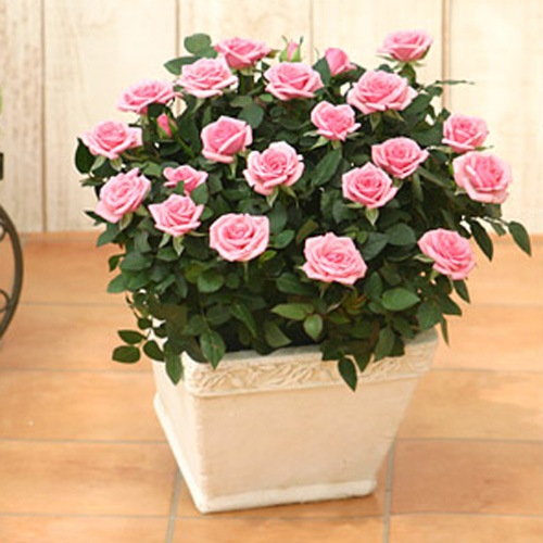 ������̵���ۥߥ˥Х�ȭ�������ꥨ���롦��������