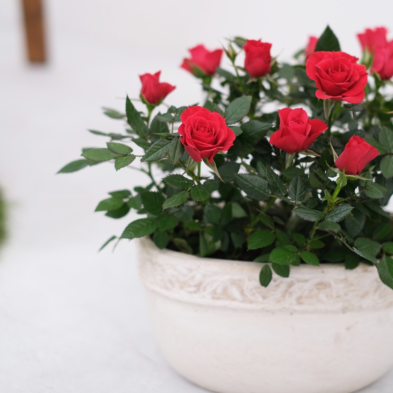 ������̵���ۥߥ˥Х�ȭ�������ꥨ���롦�����Х�