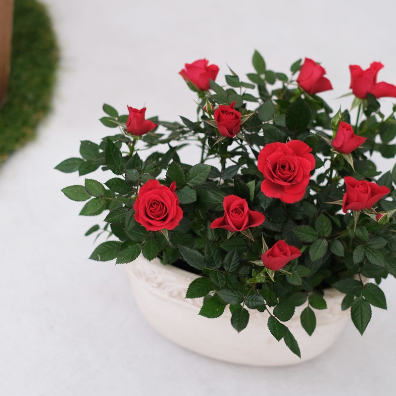 ������̵���ۥߥ˥Х�ȭ�������ꥨ���롦�����Х�