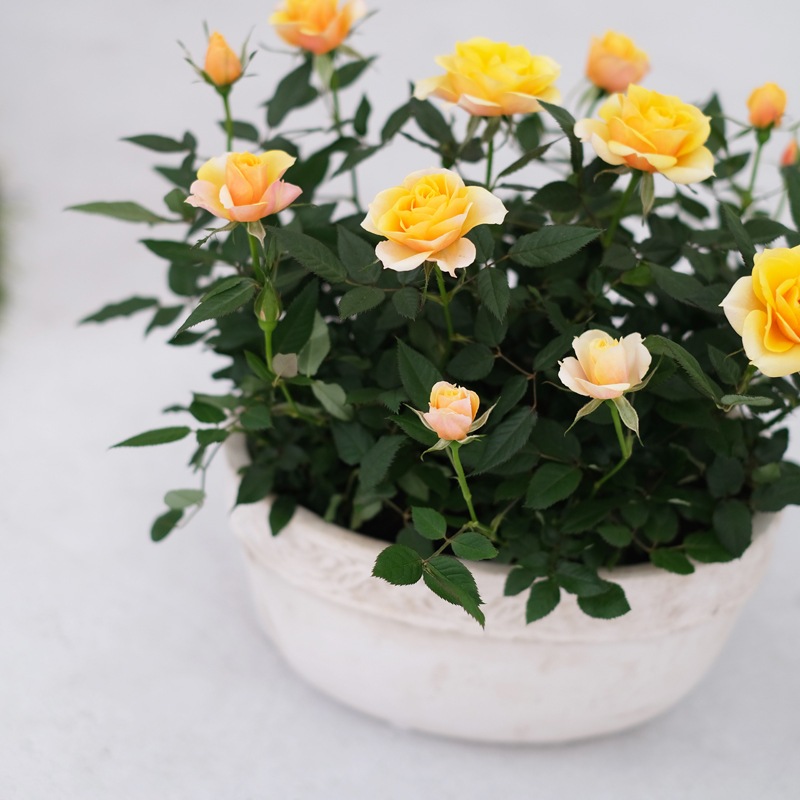 送料無料】ミニバラ鉢植え リエール・オーバル | ミニバラギフト