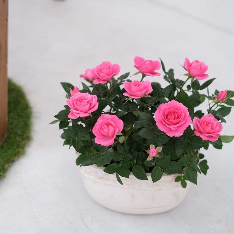 ������̵���ۥߥ˥Х�ȭ�������ꥨ���롦�����Х�