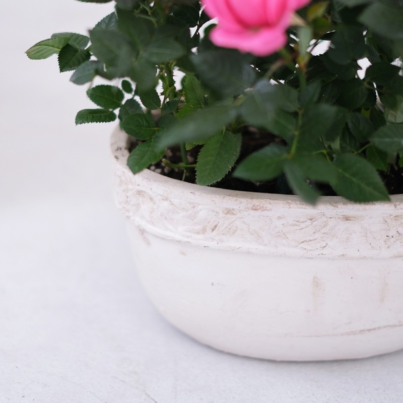 ������̵���ۥߥ˥Х�ȭ�������ꥨ���롦�����Х�