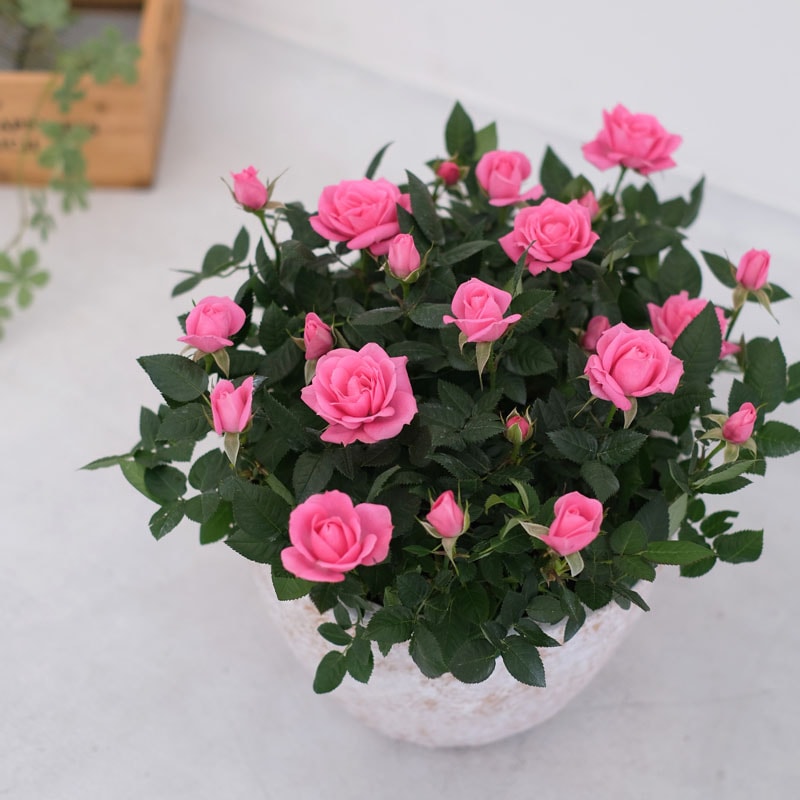 コールポート★バラ柄の大きなシュガーボウル★COAL POAT 薔薇 ローズ コールポート☆バラ柄の大きなシュガーボウル☆COAL POAT 薔薇