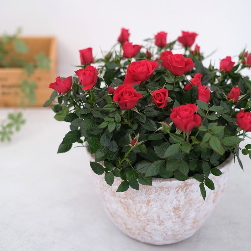 送料無料】ミニバラ鉢植え シュガー・ボウル | ミニバラギフト