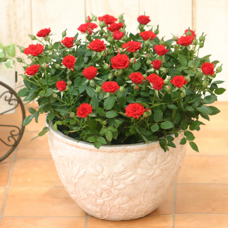 ������̵���ۥߥ˥Х�ȭ���������奬�����ܥ���