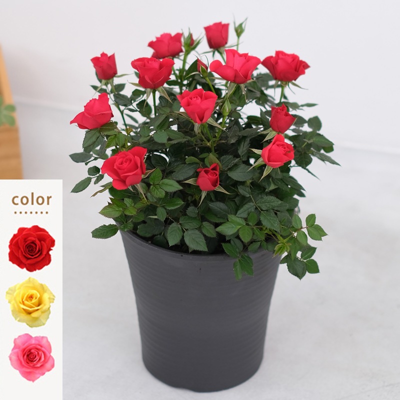 ������̵���ۥߥ˥Х�ȭ�������ȥ����塼��