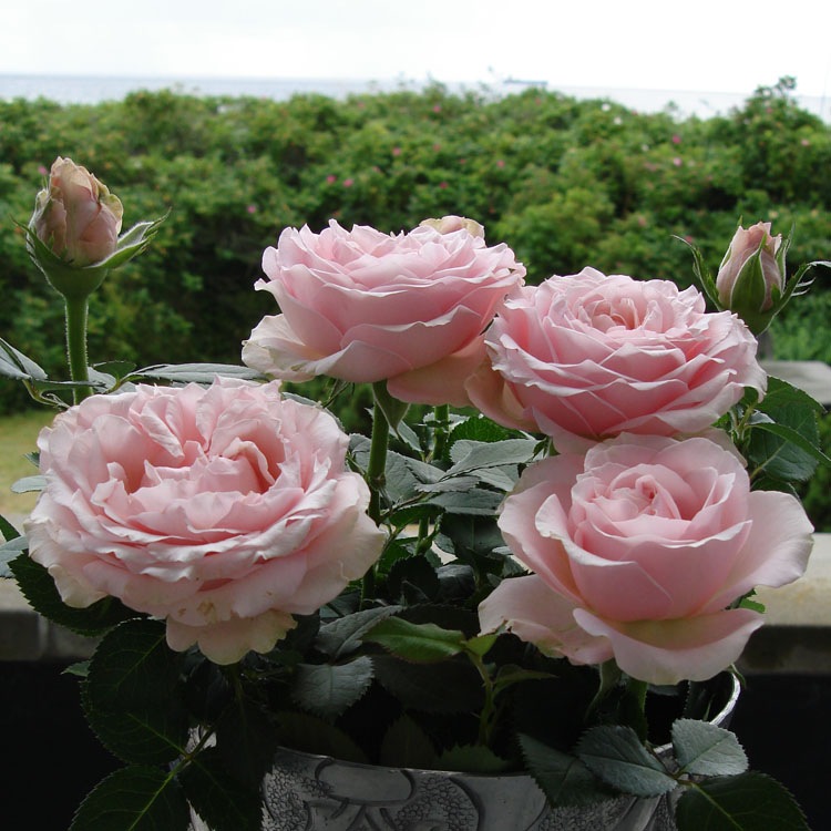 送料無料】母の日 天皇杯受賞！メアリー皇太子妃命名の薔薇 プリンセス