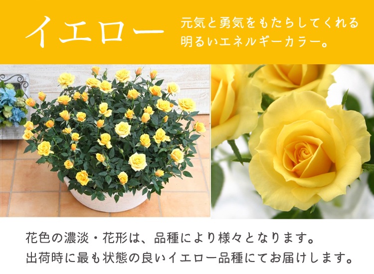 ���٤�Ƥ����ۡ͡�����̵�����������ŷ���ռ��ޡ��������������ե�