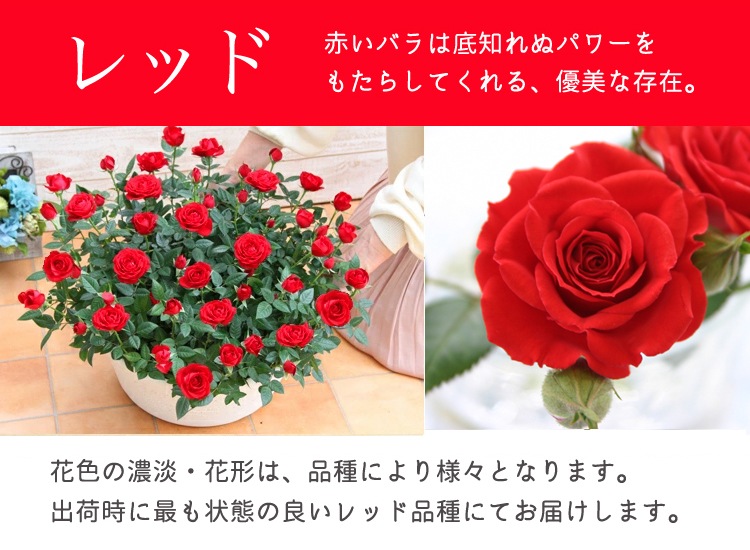 ���٤�Ƥ����ۡ͡�����̵�����������ŷ���ռ��ޡ��������������ե�