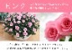 ���٤�Ƥ����ۡ͡�����̵�����������ŷ���ռ��ޡ��������������ե�
