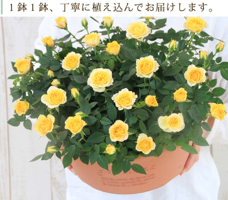 ���٤�Ƥ����ۡ͡�����̵�����������ŷ���ռ��ޡ����������ե������