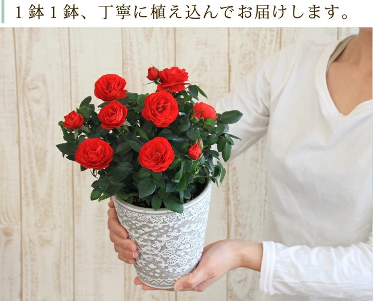 ̵ŷռޡ졼⡼ڥݥ