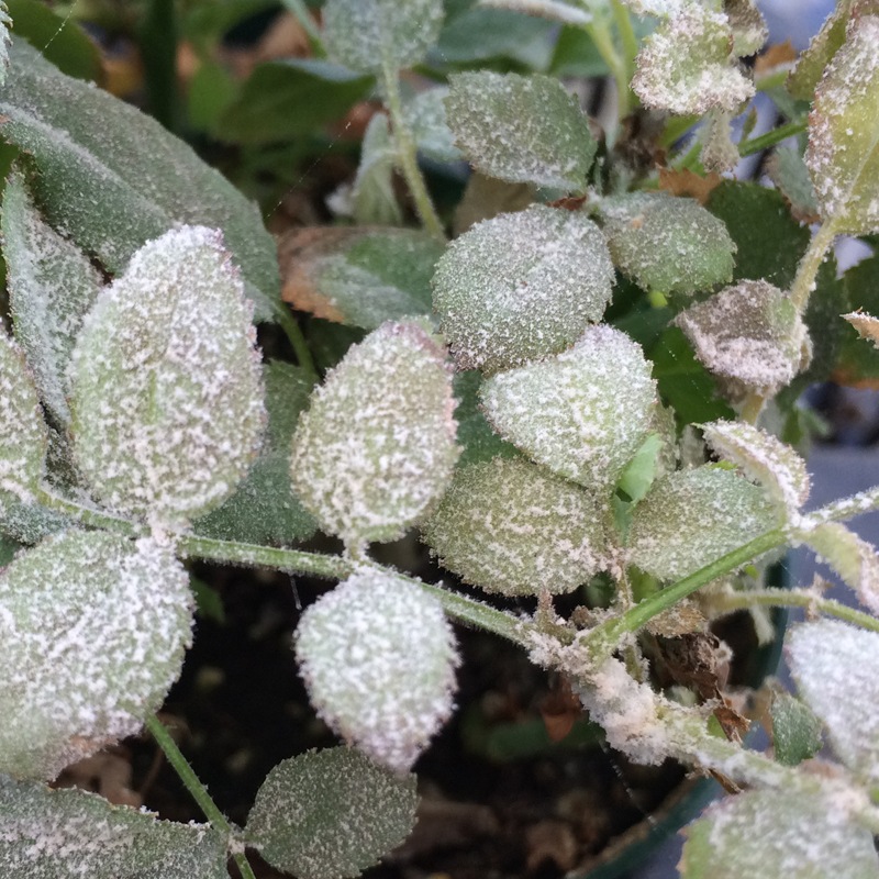 �ե����饬����AL��1000ml��