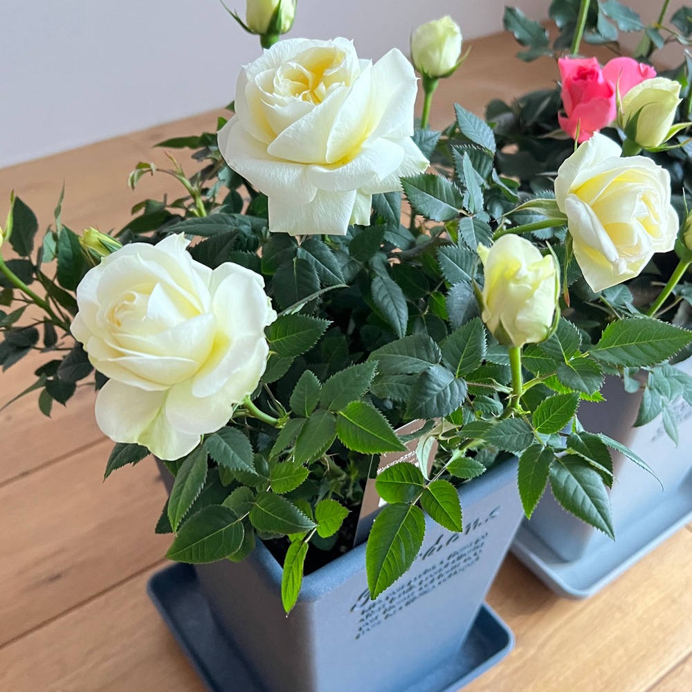 ������̵�����������ŷ���ռ��ޡ���餷�˴��ź��ROSE �Х��ȭ����