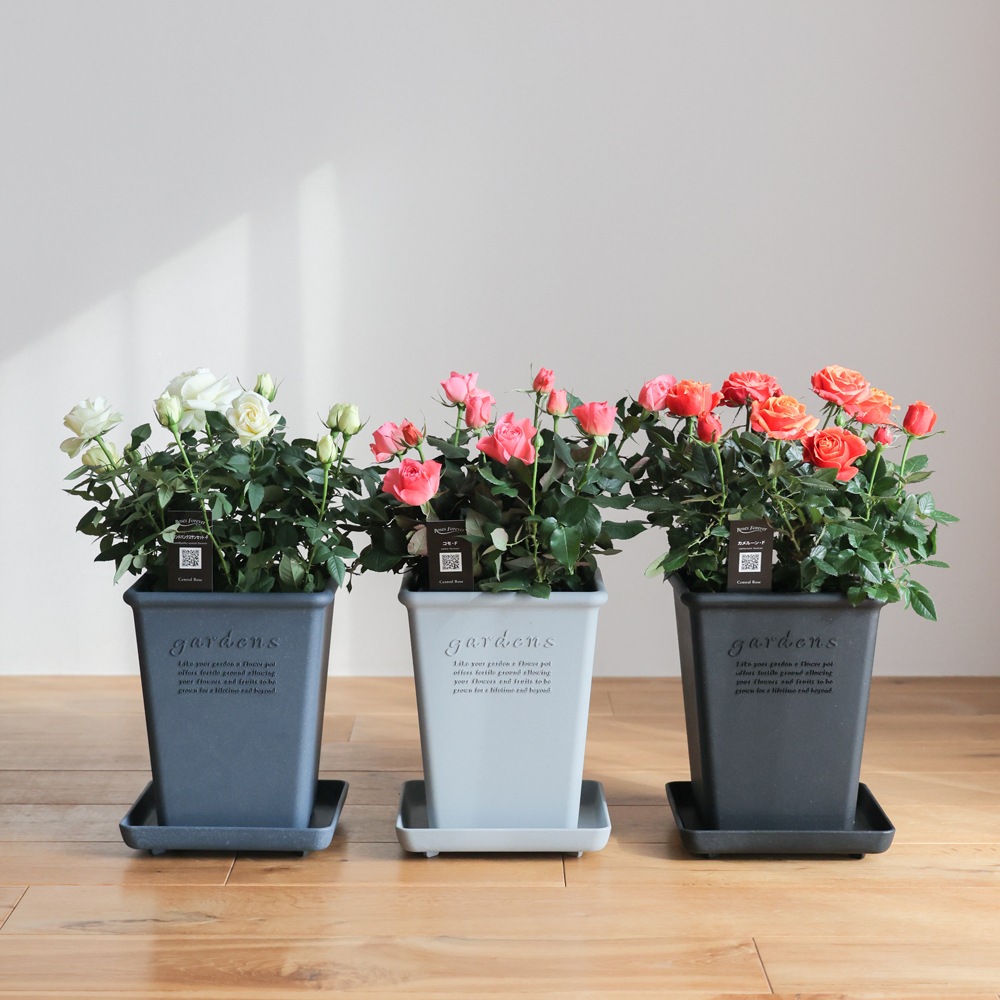������̵�����������ŷ���ռ��ޡ���餷�˴��ź��ROSE �Х��ȭ����