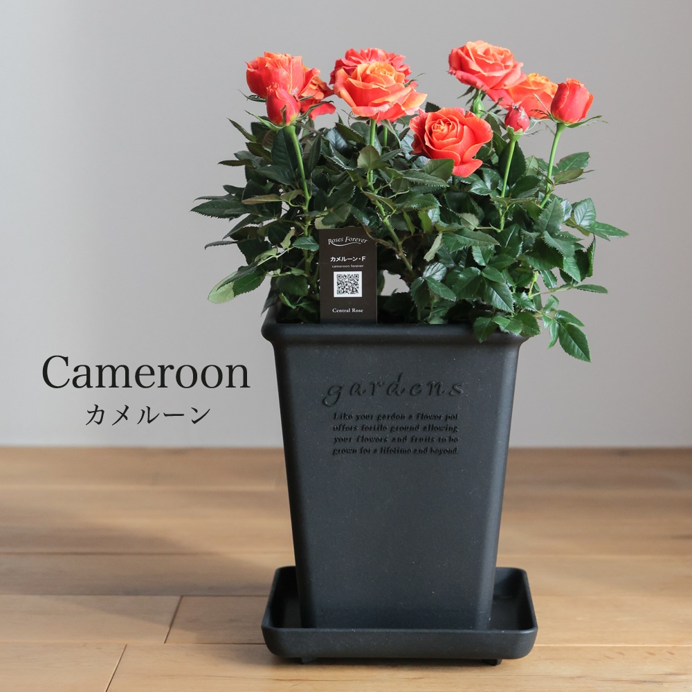 ������̵�����������ŷ���ռ��ޡ���餷�˴��ź��ROSE �Х��ȭ����
