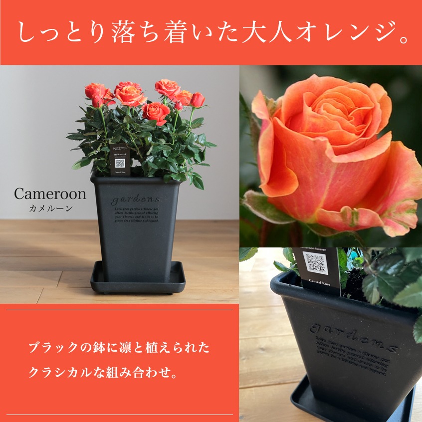 ������̵�����������ŷ���ռ��ޡ���餷�˴��ź��ROSE �Х��ȭ����