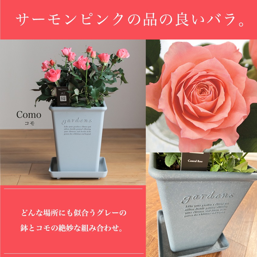 ������̵�����������ŷ���ռ��ޡ���餷�˴��ź��ROSE �Х��ȭ����