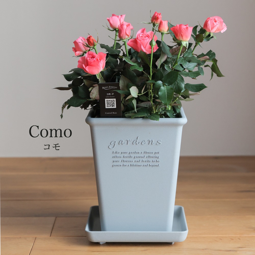 ������̵�����������ŷ���ռ��ޡ���餷�˴��ź��ROSE �Х��ȭ����