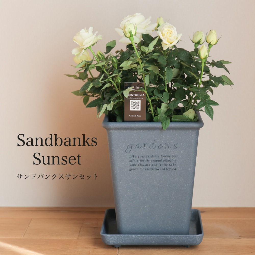 ������̵�����������ŷ���ռ��ޡ���餷�˴��ź��ROSE �Х��ȭ����