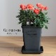������̵�����������ŷ���ռ��ޡ���餷�˴��ź��ROSE �Х��ȭ����
