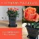 ������̵�����������ŷ���ռ��ޡ���餷�˴��ź��ROSE �Х��ȭ����