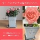 ������̵�����������ŷ���ռ��ޡ���餷�˴��ź��ROSE �Х��ȭ����
