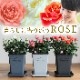 ������̵�����������ŷ���ռ��ޡ���餷�˴��ź��ROSE �Х��ȭ����