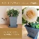 ������̵�����������ŷ���ռ��ޡ���餷�˴��ź��ROSE �Х��ȭ����