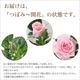 ������̵�����������ŷ���ռ��ޡ���餷�˴��ź��ROSE �Х��ȭ����