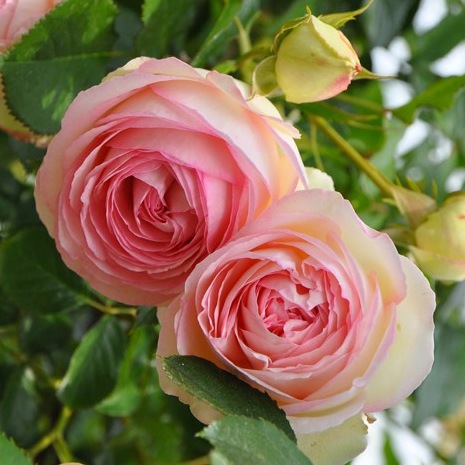 ������̵������������ԥ�����ɥ����󥵡��� ���ޤ��ڤĤܤ߲��դ���6��ʲ���ȭ�դ��� �Ĥ�Х�(CL) �֤�餭 ����ƥ��������å��ΥХ� 2006ǯ�����Х��Ϣ����Ʋ���ꡡ�вٴ��ָ��ꡡ�Х��� �����̻�Ω��