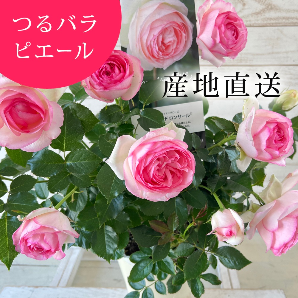 ������̵������������ԥ�����ɥ����󥵡��� ���ޤ��ڤĤܤ߲��դ���6��ʲ���ȭ�դ��� �Ĥ�Х�(CL) �֤�餭 ����ƥ��������å��ΥХ� 2006ǯ�����Х��Ϣ����Ʋ���ꡡ�вٴ��ָ��ꡡ�Х��� �����̻�Ω��