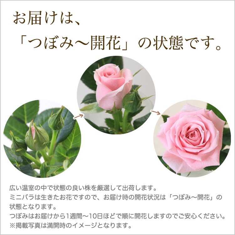 ������̵������������ԥ�����ɥ����󥵡��� ���ޤ��ڤĤܤ߲��դ���6��ʲ���ȭ�դ��� �Ĥ�Х�(CL) �֤�餭 ����ƥ��������å��ΥХ� 2006ǯ�����Х��Ϣ����Ʋ���ꡡ�вٴ��ָ��ꡡ�Х��� �����̻�Ω��