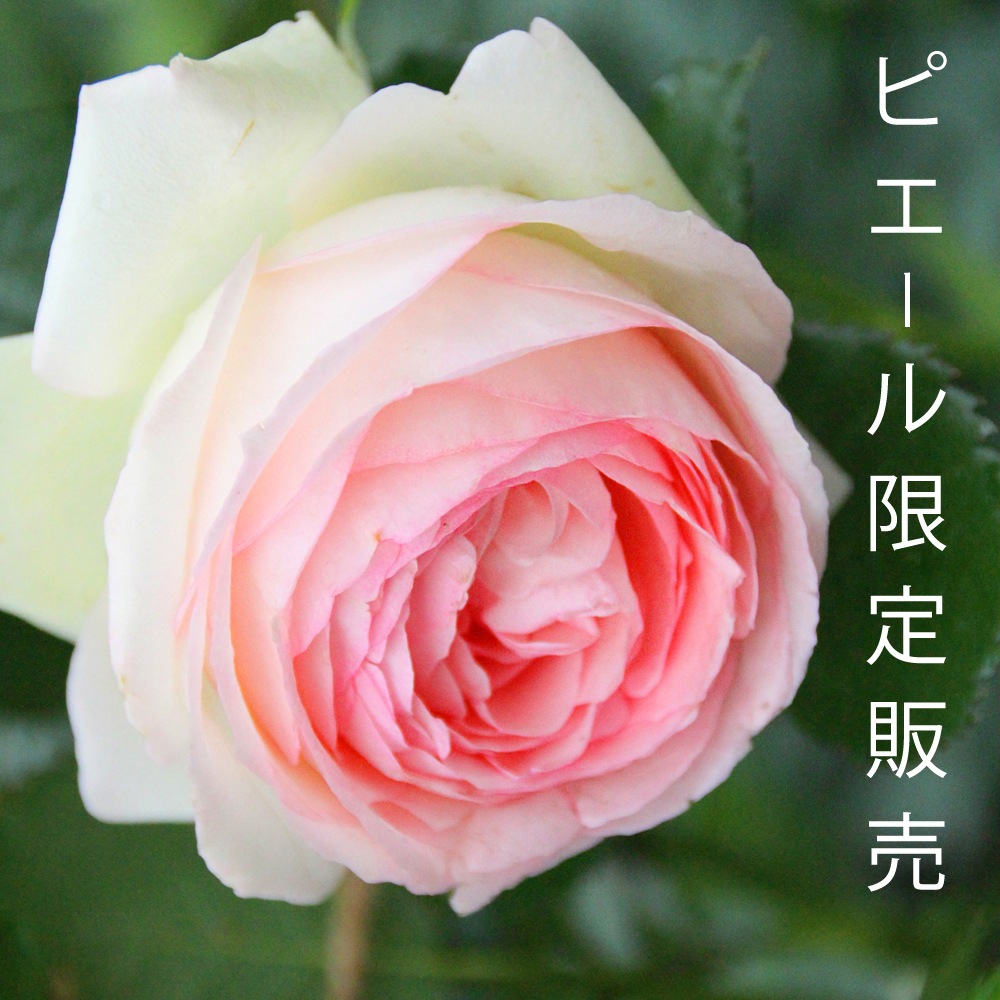 ������̵������������ԥ�����ɥ����󥵡��� ���ޤ��ڤĤܤ߲��դ���6��ʲ���ȭ�դ��� �Ĥ�Х�(CL) �֤�餭 ����ƥ��������å��ΥХ� 2006ǯ�����Х��Ϣ����Ʋ���ꡡ�вٴ��ָ��ꡡ�Х��� �����̻�Ω��
