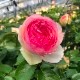 ������̵������������ԥ�����ɥ����󥵡��� ���ޤ��ڤĤܤ߲��դ���6��ʲ���ȭ�դ��� �Ĥ�Х�(CL) �֤�餭 ����ƥ��������å��ΥХ� 2006ǯ�����Х��Ϣ����Ʋ���ꡡ�вٴ��ָ��ꡡ�Х��� �����̻�Ω��