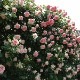������̵������������ԥ�����ɥ����󥵡��� ���ޤ��ڤĤܤ߲��դ���6��ʲ���ȭ�դ��� �Ĥ�Х�(CL) �֤�餭 ����ƥ��������å��ΥХ� 2006ǯ�����Х��Ϣ����Ʋ���ꡡ�вٴ��ָ��ꡡ�Х��� �����̻�Ω��