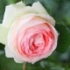 ������̵������������ԥ�����ɥ����󥵡��� ���ޤ��ڤĤܤ߲��դ���6��ʲ���ȭ�դ��� �Ĥ�Х�(CL) �֤�餭 ����ƥ��������å��ΥХ� 2006ǯ�����Х��Ϣ����Ʋ���ꡡ�вٴ��ָ��ꡡ�Х��� �����̻�Ω��