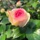������̵������������ԥ�����ɥ����󥵡��� ���ޤ��ڤĤܤ߲��դ���6��ʲ���ȭ�դ��� �Ĥ�Х�(CL) �֤�餭 ����ƥ��������å��ΥХ� 2006ǯ�����Х��Ϣ����Ʋ���ꡡ�вٴ��ָ��ꡡ�Х��� �����̻�Ω��