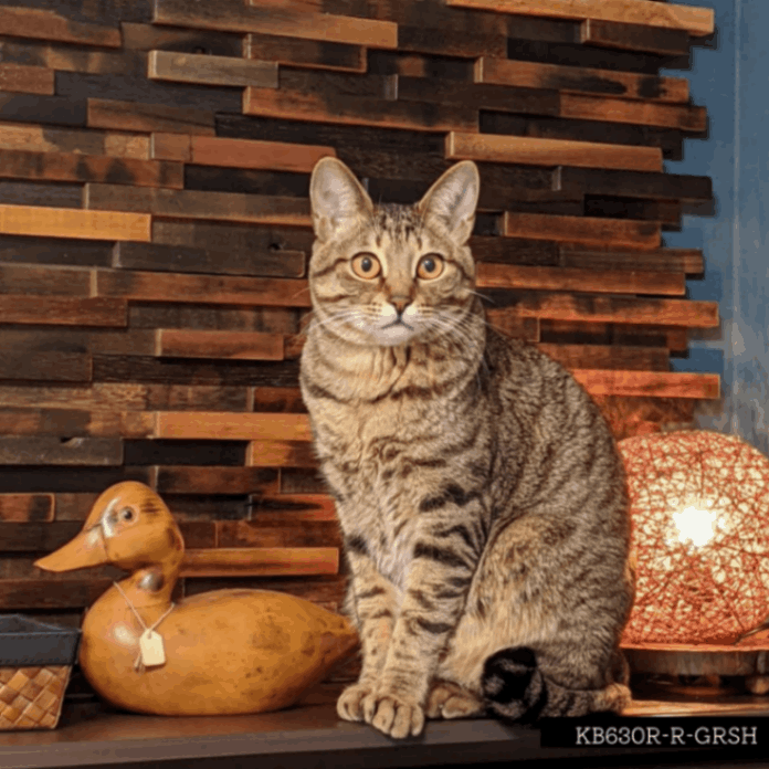 かわいいので掲載しますww