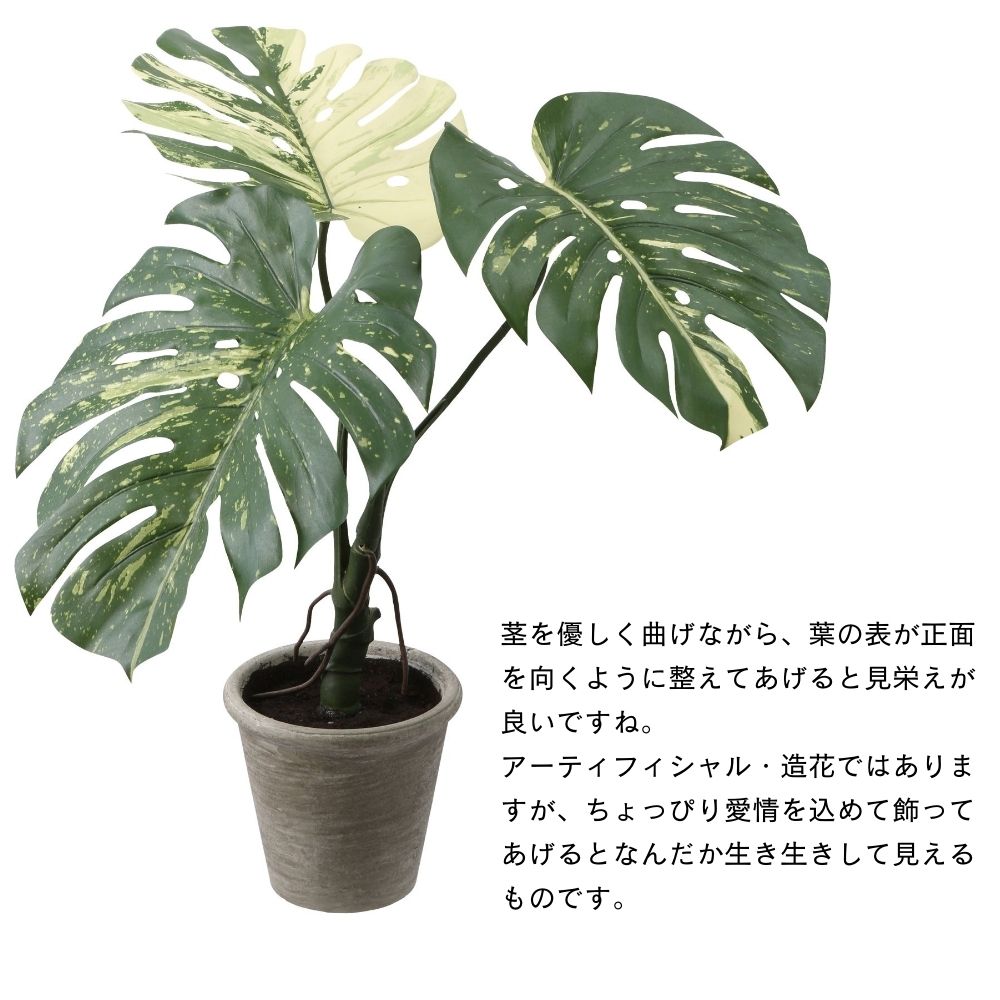 モンステラバリエガータポット65cm