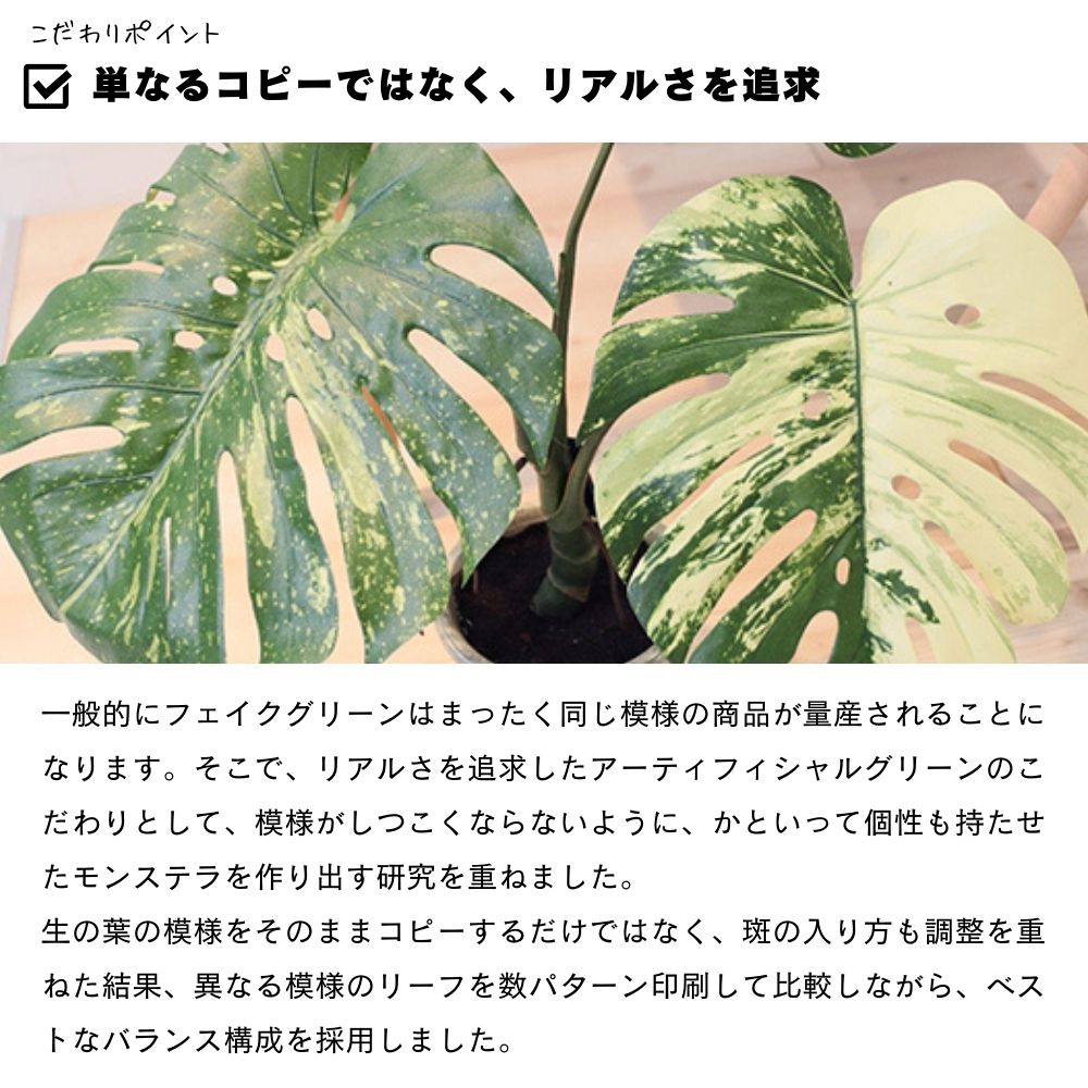 モンステラバリエガータポット65cm
